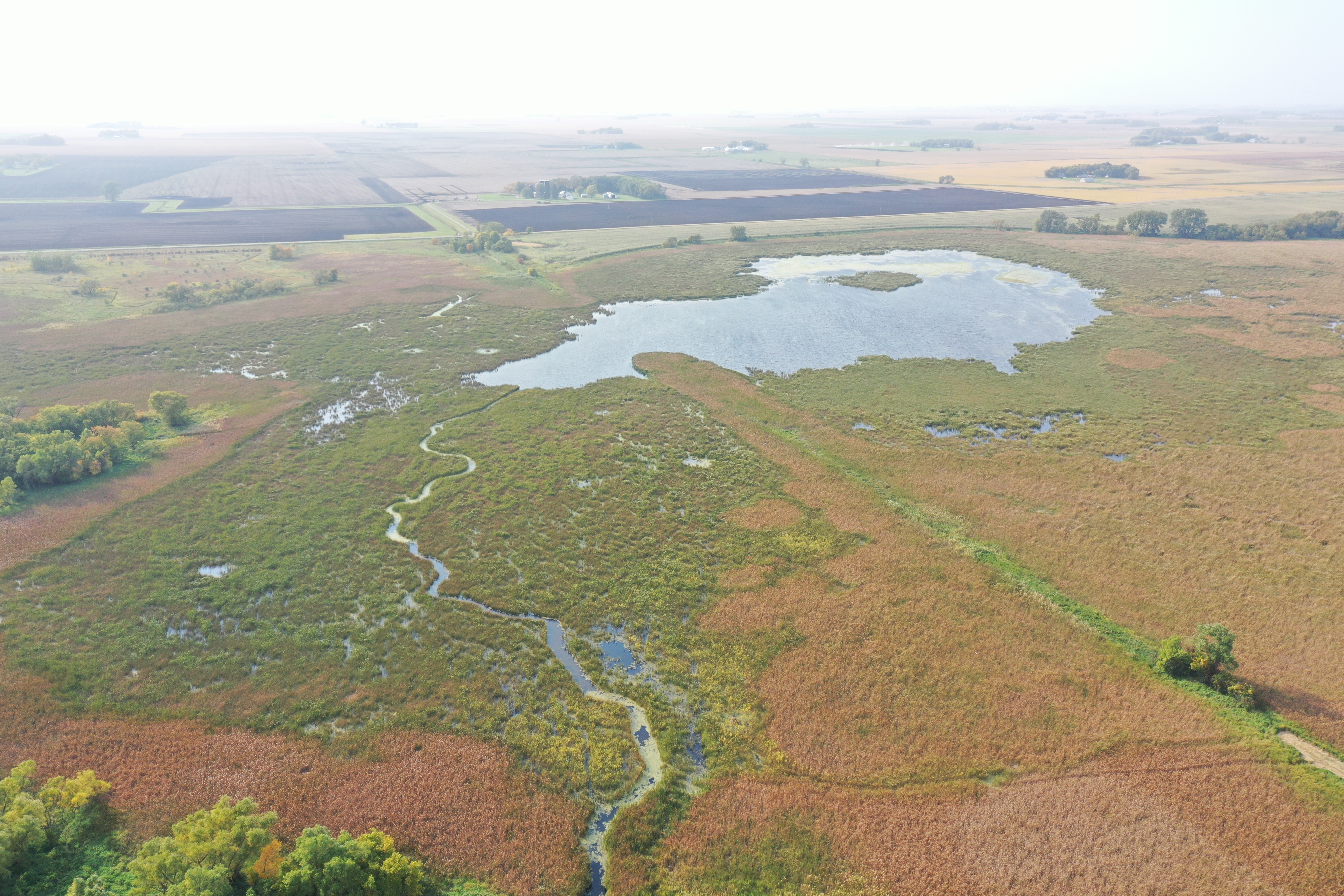 Waterfowl in a wetland.
